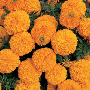 Marigold Banthi - Loose Flowers